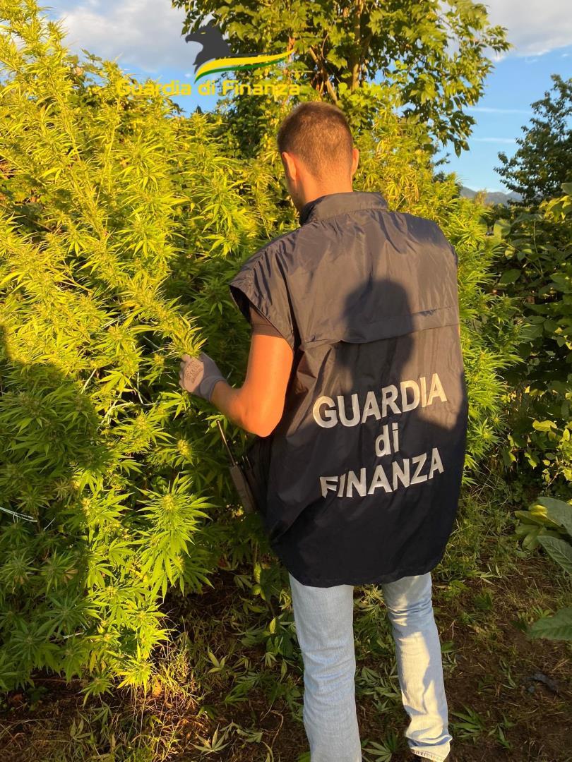 Pubblicizzava sul web i metodi di coltivazione, la Finanza scopre piantagione di marijuana