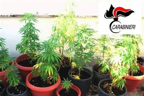 Piantagione di marijuana nel sottotetto, denunciata madre e due figli