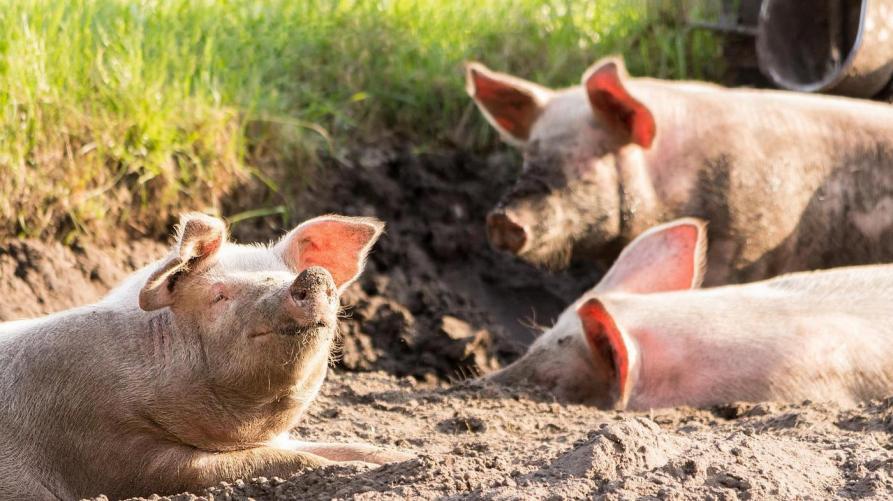 Peste suina, accertati due nuovi casi in Piemonte