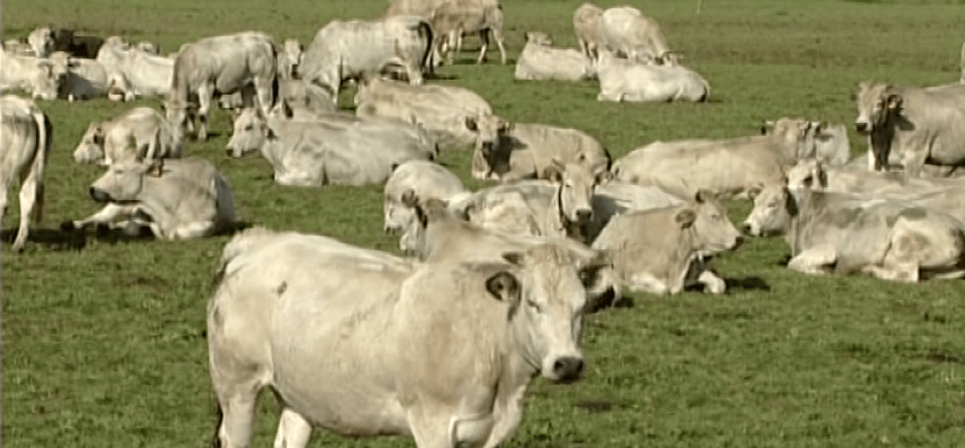 Agricoltura, apre il bando per giovani imprenditori (VIDEO)