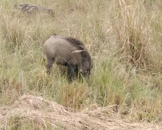 Caccia al cinghiale nel parco vicino Torino: polemiche sui social